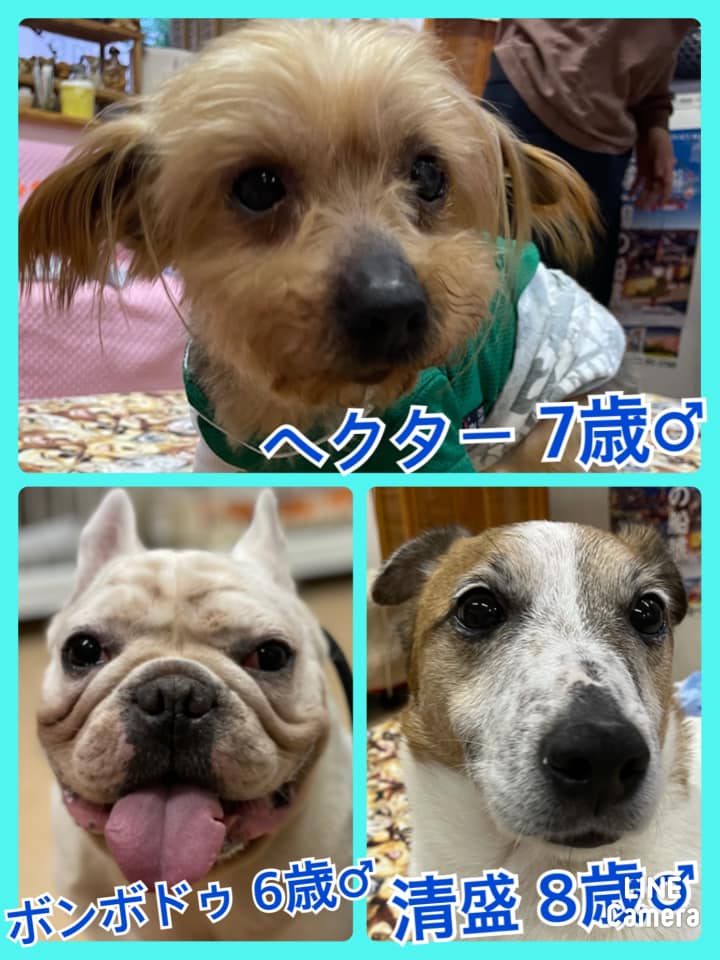 🐾今日の里親様募集中ワンコ🐶＆ニャンコ🐱メンバーです🐾2021,5,4